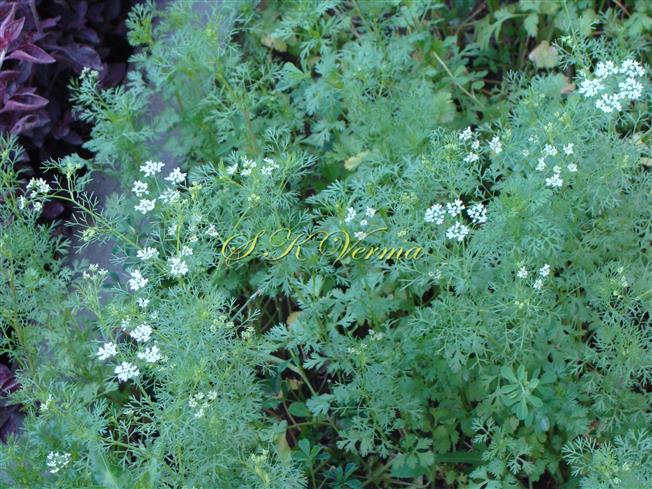  Plant